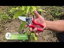 PODADOR ALUMINIO FORJADO 215MM - BYPASS MAX DI./ CORTE 20MM / MADERA VERDE WINLAND / 3103A-4