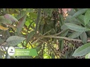 SERUCHO PODA RECTA C/ FUNDA L.HOJA CORTE 300MM WINLAND / 9575A